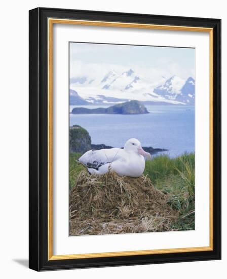 Clsoe-Up of a Wandering Albatross on Nest, Prion Island, South Georgia, Atlantic-Geoff Renner-Framed Photographic Print