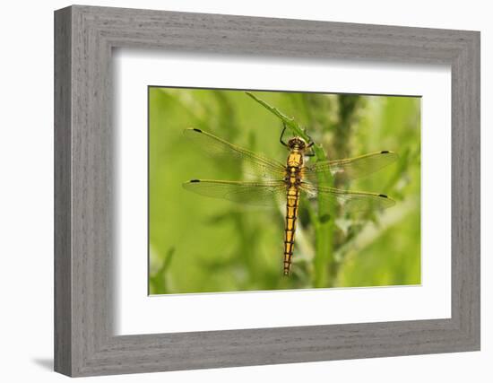 Clubtail Dragonfly on Plant-Harald Kroiss-Framed Photographic Print