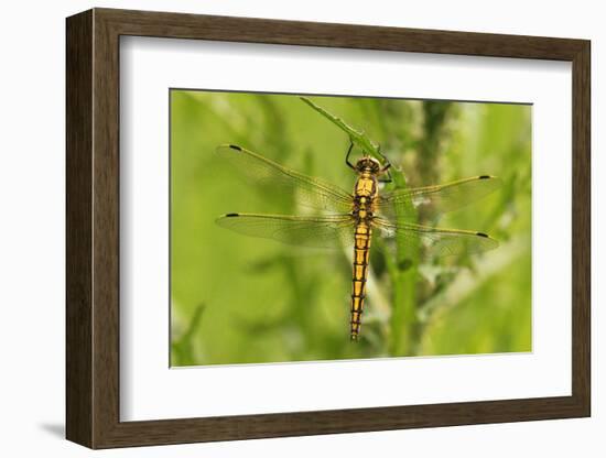 Clubtail Dragonfly on Plant-Harald Kroiss-Framed Photographic Print