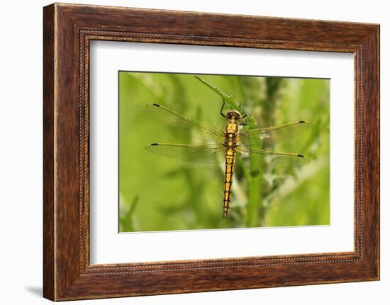 Clubtail Dragonfly on Plant-Harald Kroiss-Framed Photographic Print