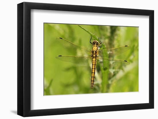 Clubtail Dragonfly on Plant-Harald Kroiss-Framed Photographic Print