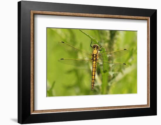 Clubtail Dragonfly on Plant-Harald Kroiss-Framed Photographic Print