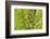 Clubtail Dragonfly on Plant-Harald Kroiss-Framed Photographic Print