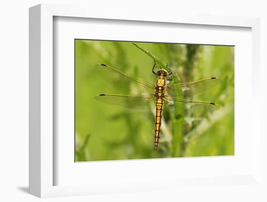 Clubtail Dragonfly on Plant-Harald Kroiss-Framed Photographic Print