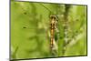 Clubtail Dragonfly on Plant-Harald Kroiss-Mounted Photographic Print