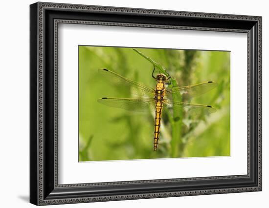 Clubtail Dragonfly on Plant-Harald Kroiss-Framed Photographic Print