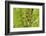 Clubtail Dragonfly on Plant-Harald Kroiss-Framed Photographic Print