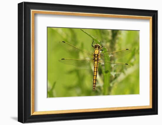 Clubtail Dragonfly on Plant-Harald Kroiss-Framed Photographic Print