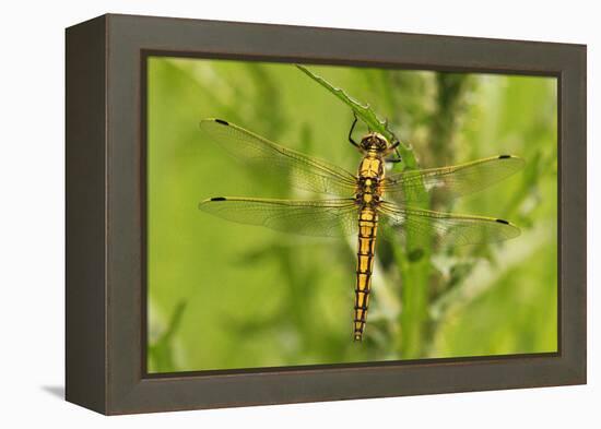 Clubtail Dragonfly on Plant-Harald Kroiss-Framed Premier Image Canvas