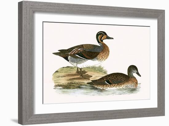 Clucking Teal,  from 'A History of the Birds of Europe Not Observed in the British Isles'-English-Framed Giclee Print