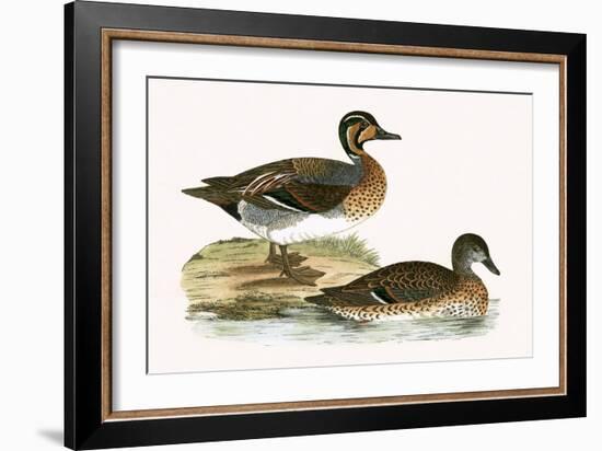 Clucking Teal,  from 'A History of the Birds of Europe Not Observed in the British Isles'-English-Framed Giclee Print