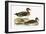 Clucking Teal,  from 'A History of the Birds of Europe Not Observed in the British Isles'-English-Framed Giclee Print