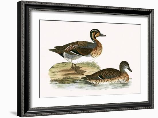 Clucking Teal,  from 'A History of the Birds of Europe Not Observed in the British Isles'-English-Framed Giclee Print