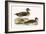 Clucking Teal,  from 'A History of the Birds of Europe Not Observed in the British Isles'-English-Framed Giclee Print