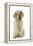 Clumber Spaniel Sitting Down-null-Framed Premier Image Canvas