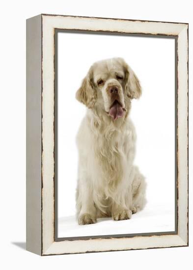 Clumber Spaniel Sitting Down-null-Framed Premier Image Canvas