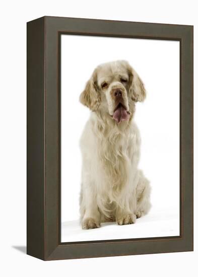 Clumber Spaniel Sitting Down-null-Framed Premier Image Canvas