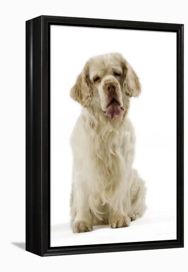 Clumber Spaniel Sitting Down-null-Framed Premier Image Canvas