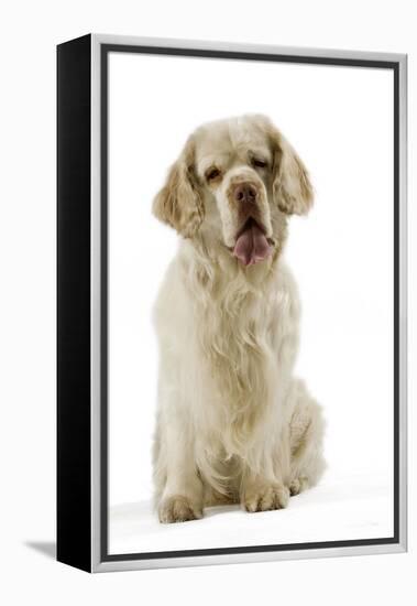 Clumber Spaniel Sitting Down-null-Framed Premier Image Canvas