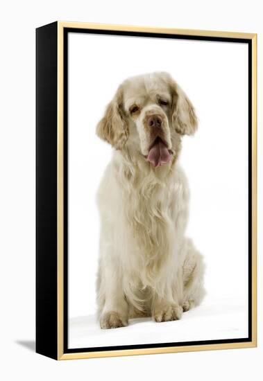 Clumber Spaniel Sitting Down-null-Framed Premier Image Canvas