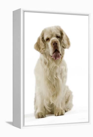 Clumber Spaniel Sitting Down-null-Framed Premier Image Canvas