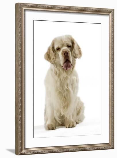 Clumber Spaniel Sitting Down-null-Framed Photographic Print