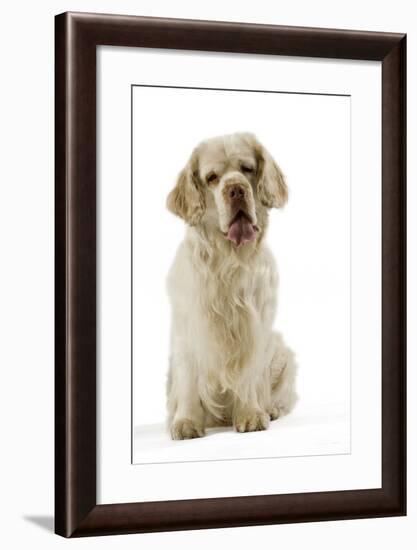 Clumber Spaniel Sitting Down-null-Framed Photographic Print
