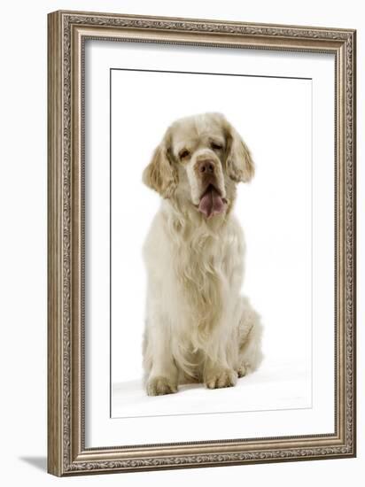 Clumber Spaniel Sitting Down-null-Framed Photographic Print