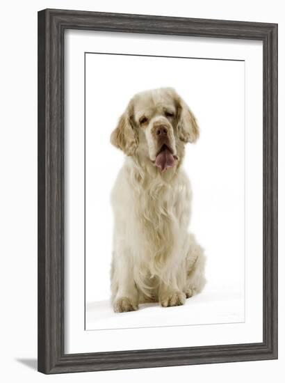 Clumber Spaniel Sitting Down-null-Framed Photographic Print