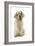 Clumber Spaniel Sitting Down-null-Framed Photographic Print