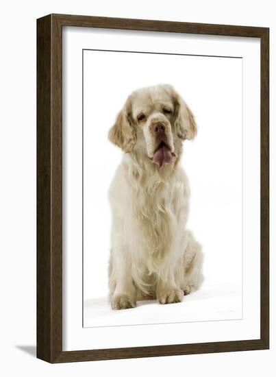 Clumber Spaniel Sitting Down-null-Framed Photographic Print