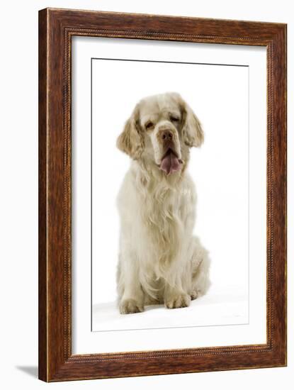 Clumber Spaniel Sitting Down-null-Framed Photographic Print