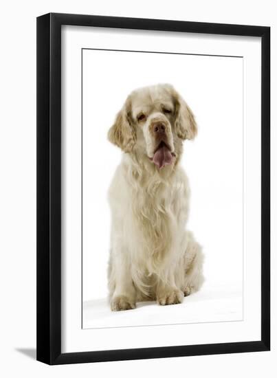 Clumber Spaniel Sitting Down-null-Framed Photographic Print