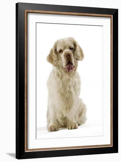 Clumber Spaniel Sitting Down-null-Framed Photographic Print