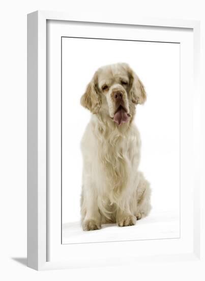 Clumber Spaniel Sitting Down-null-Framed Photographic Print