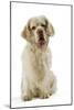 Clumber Spaniel Sitting Down-null-Mounted Photographic Print
