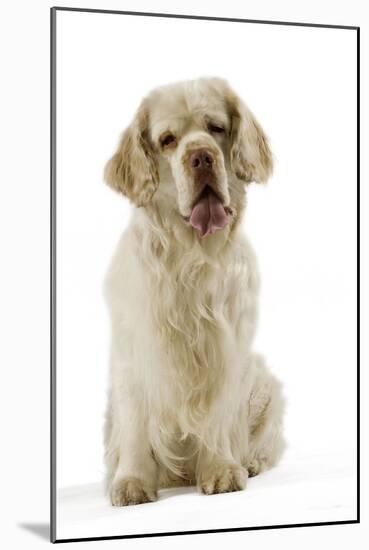 Clumber Spaniel Sitting Down-null-Mounted Photographic Print