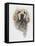 Clumber Spaniel-Barbara Keith-Framed Premier Image Canvas