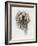 Clumber Spaniel-Barbara Keith-Framed Giclee Print