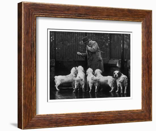 Clumber Spaniel-null-Framed Photographic Print