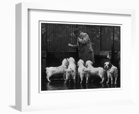 Clumber Spaniel-null-Framed Photographic Print