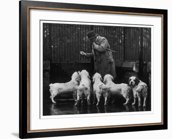 Clumber Spaniel-null-Framed Photographic Print