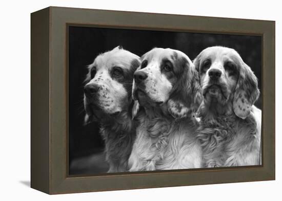 Clumber Spaniels-Thomas Fall-Framed Premier Image Canvas