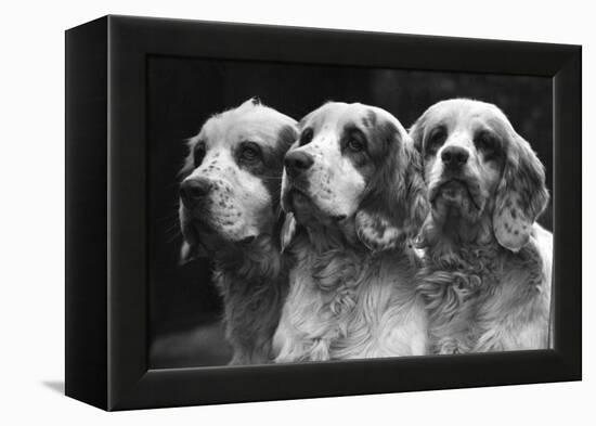 Clumber Spaniels-Thomas Fall-Framed Premier Image Canvas