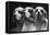 Clumber Spaniels-Thomas Fall-Framed Premier Image Canvas