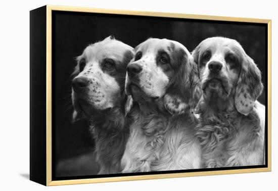 Clumber Spaniels-Thomas Fall-Framed Premier Image Canvas