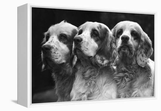 Clumber Spaniels-Thomas Fall-Framed Premier Image Canvas