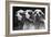 Clumber Spaniels-Thomas Fall-Framed Photographic Print