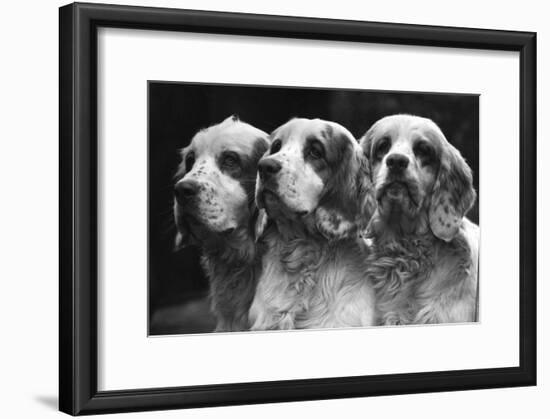 Clumber Spaniels-Thomas Fall-Framed Photographic Print