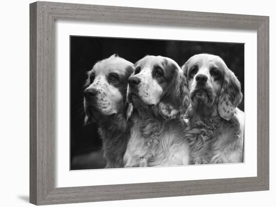 Clumber Spaniels-Thomas Fall-Framed Photographic Print